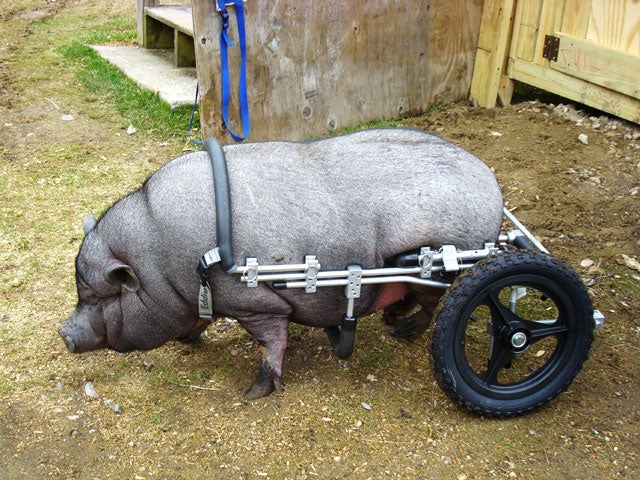 Paralyzed pets rock their wheels 30 awesome animals CBS News