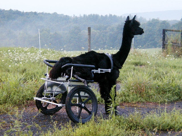 Paralyzed pets rock their wheels 30 awesome animals CBS News