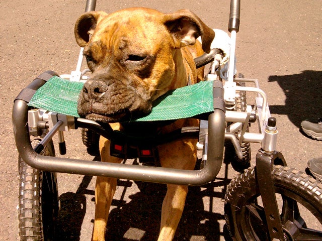 Paralyzed pets rock their wheels 30 awesome animals CBS News
