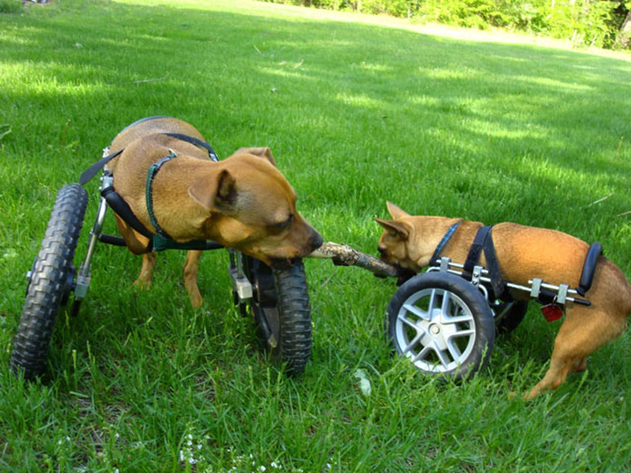 Pets with wheels Paralyzed pets rock their wheels 30 awesome animals