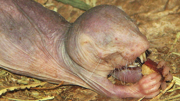 Do Naked Mole Rats Hold Secret To Longevity Cbs News