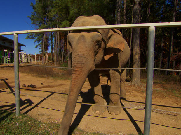 Unlikely friendship of elephant and dog - Photo 1 - CBS News