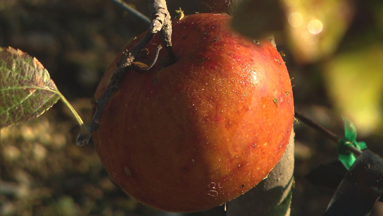 Resurrecting America's historic apples CBS News
