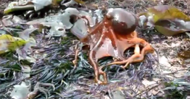 Octopus walks on land CBS News