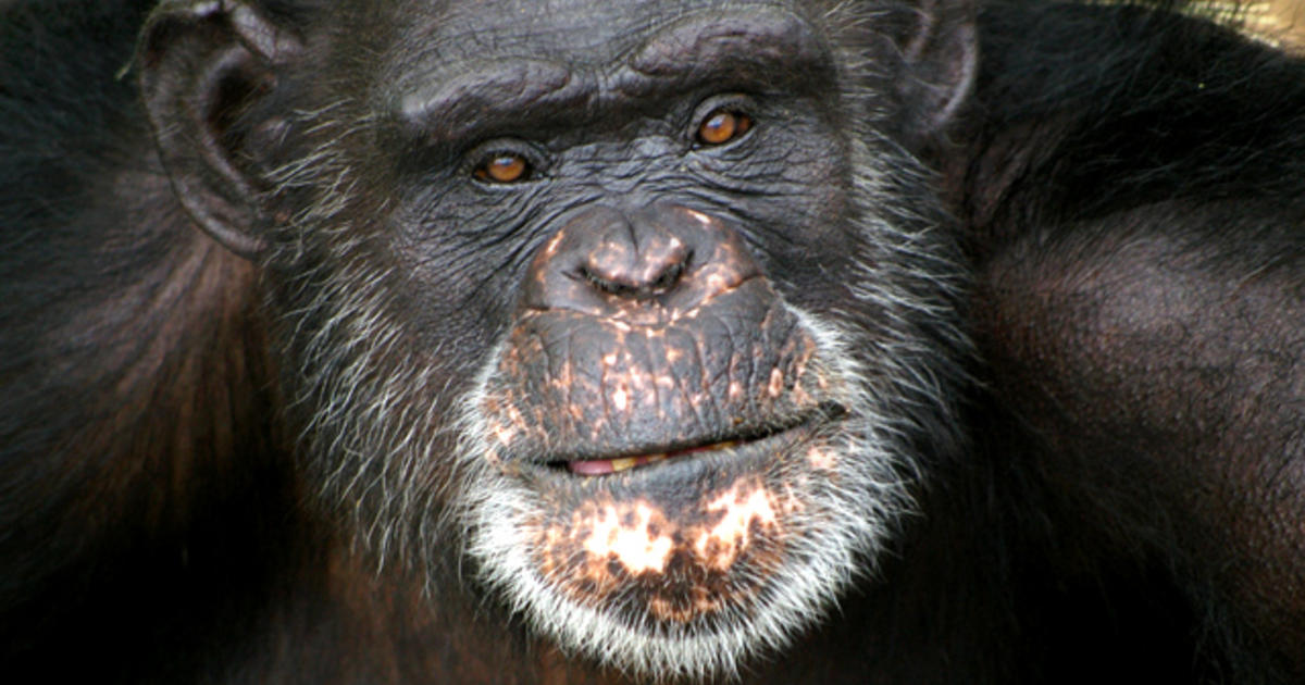 Federal health agency mulls chimp research ban CBS News