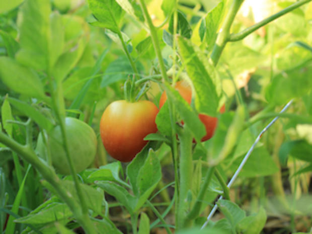 2/4/12 – Travel &amp; Outdoors – Best Gardens in North Texas – Two tomatoes 