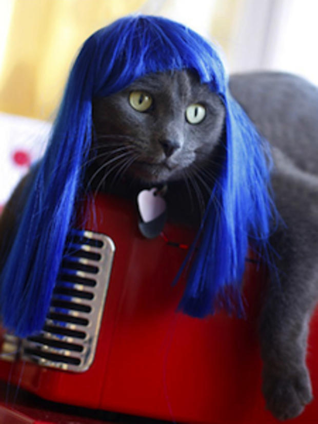 F &amp; P 2.10.12 - Crazy things to do with your Cat in N. Texas - KittyWigs 