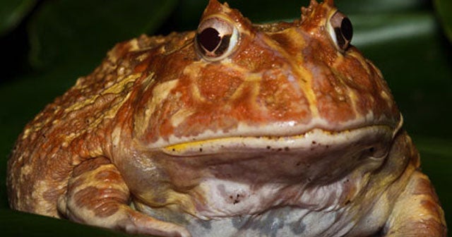 african pacman frog