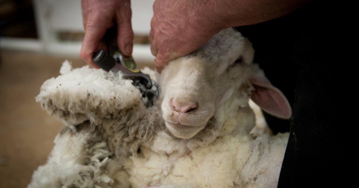 3 Year Loans >> Sheep shearing: Future Olympic sport? - CBS News 3 Year Loans >> Sheep shearing: Future Olympic sport? - CBS News
