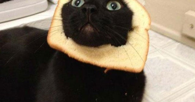 "Breading cats" is latest web photo fad CBS News
