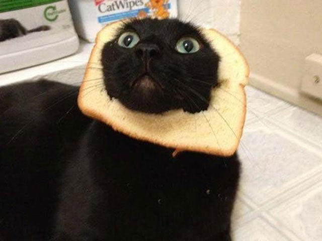 bread cat