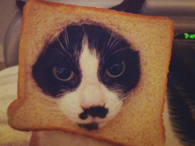 breading-cats-001.jpg 