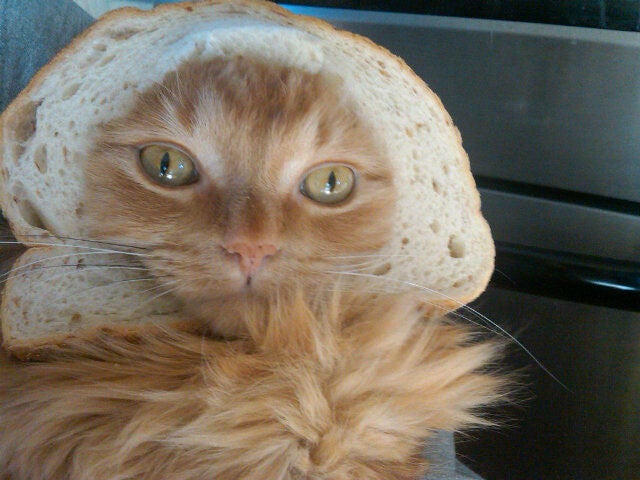 "Breading cats" is latest web photo fad CBS News