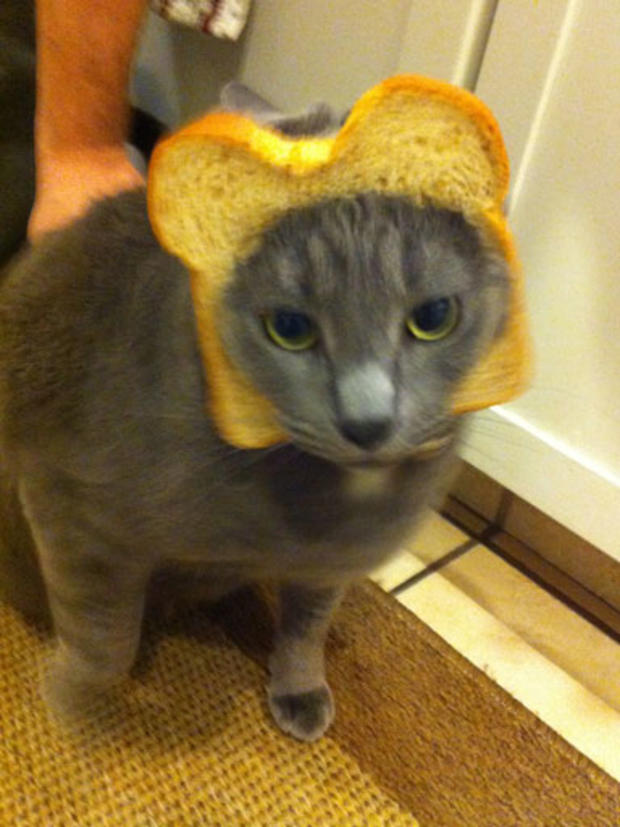 breading-cats-y009.jpg 