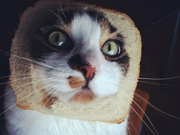 breading-cats-002.jpg 