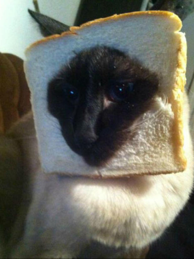 breading-cats-m014.jpg 