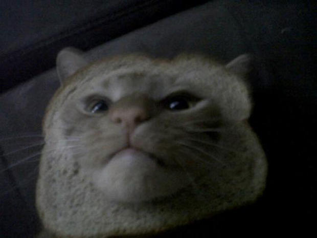 breading-cats-021.jpg 