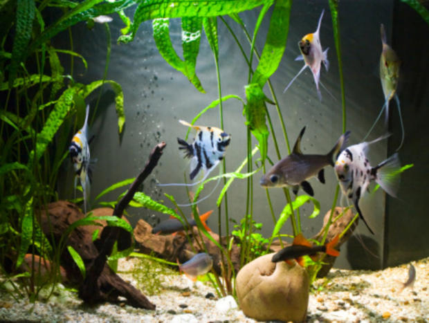 aquarium freshwater 