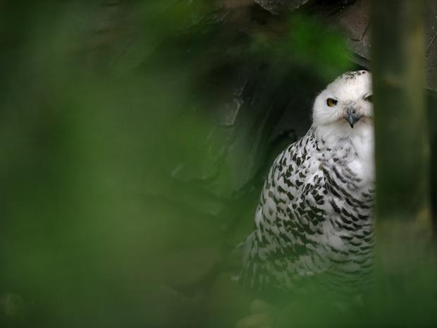 A snowy owl sits in its enclosure at the 
