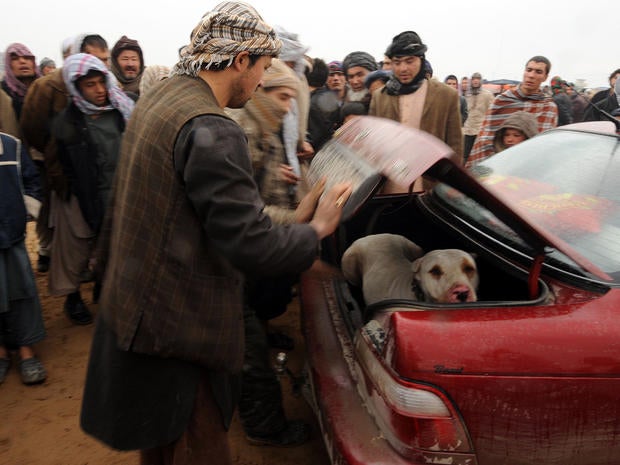 An Afghan man puts his dog in the trunk of his car after a dogfighting session in Mazar-i-Sharif, Afghanistan, Jan. 13, 2012. Dogfighting, which was outlawed under Taliban rule, is now legal in the war-torn country with thousands of spectators gathering each Friday from November to March to watch the show.