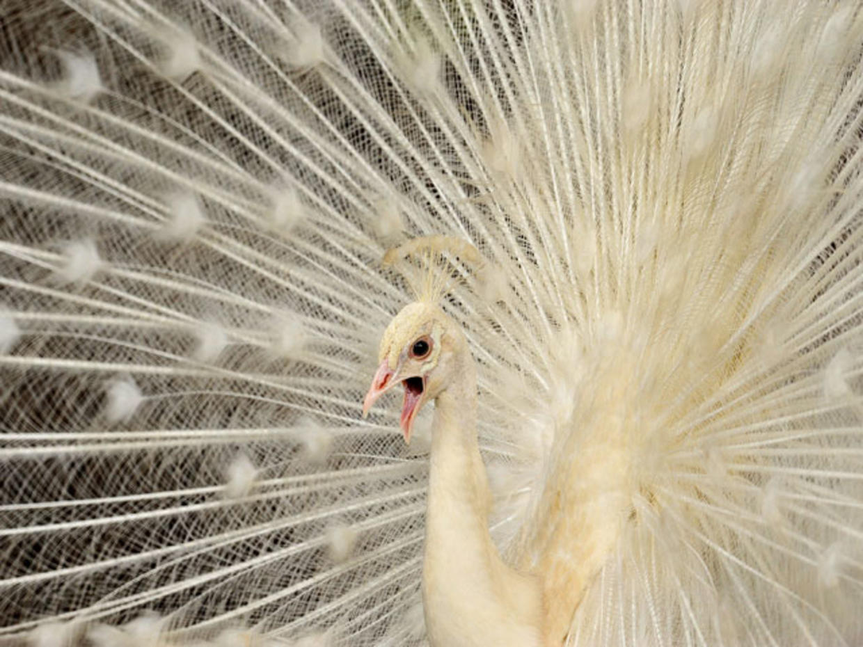 Rare albino animals