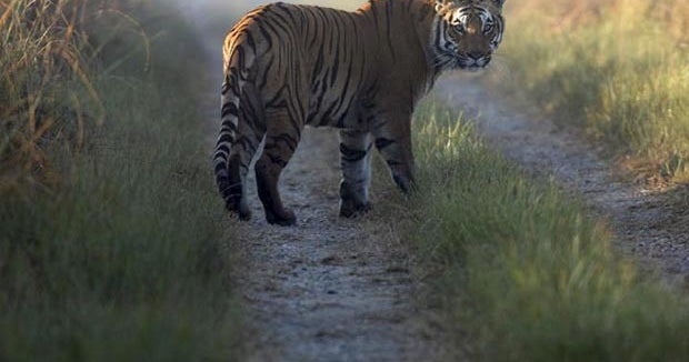 Indian state allows shooting tiger poachers on sight, offers money to