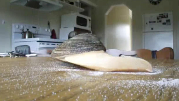 Weird video shows a clam "eating" some salt on a table ...