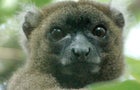 A prosimian primate, lemur in Latin means "ghost." In fact, lemurs' haunting stares and nocturnal activity have led many of the Malagasy people to believe they are ghostlike or spiritlike creatures, according to Duke University Lemur Center. 