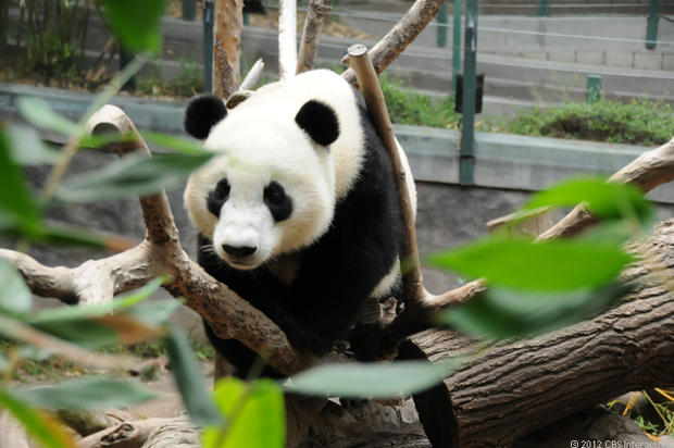 Panda cub born at San Diego Zoo - Photo 1 - CBS News