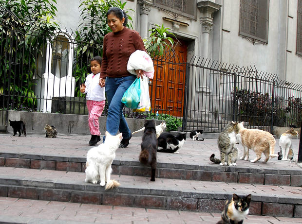 Pedestrians walk past cats gathered in the central park of Lima's upscale seaside Miraflores district, in Peru, Wednesday, Aug. 2, 2012.