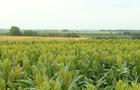 Corn crop alternative thriving in drought weather 