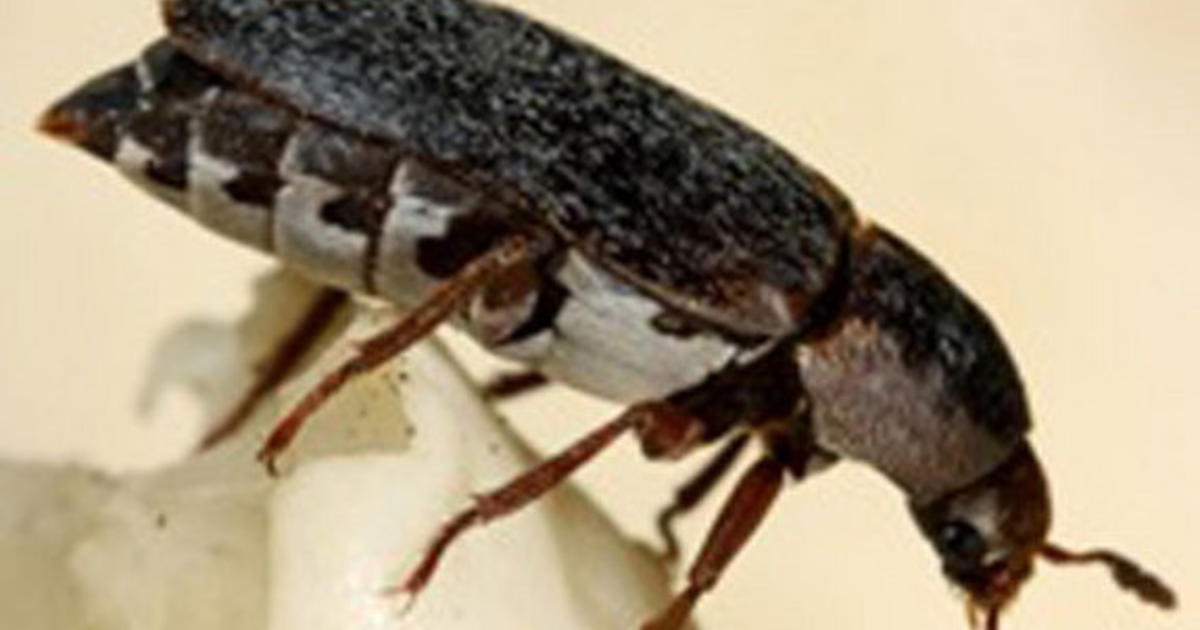 Scent Of Sex And Death Attracts Young Female Beetles Cbs News 