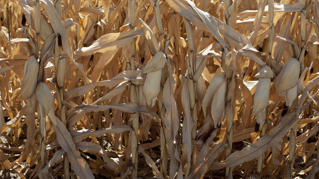 Drought damaged corn in Missouri Valley, Iowa. 