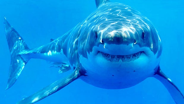 Where did Great White Sharks come from? - CBS News