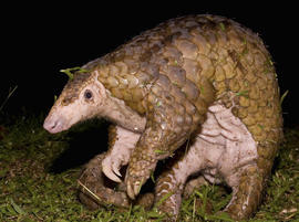 A pangolin.