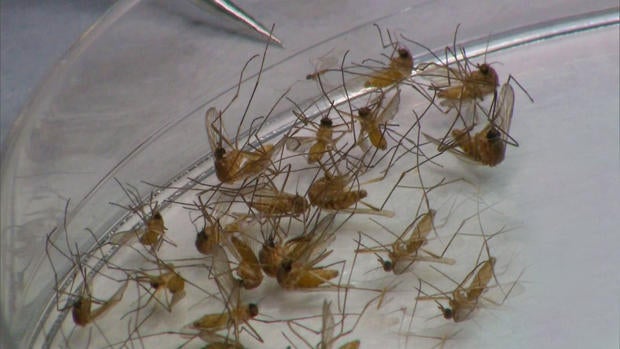 CDC: West Nile outbreak to last until October