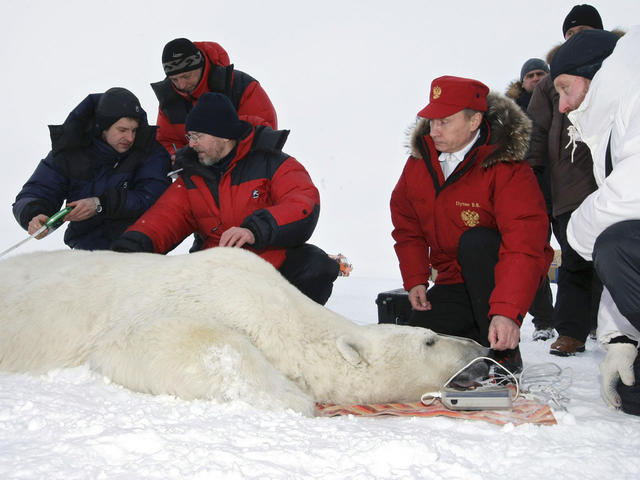 Putin Wrestling A Bear Pro Wrestling Star