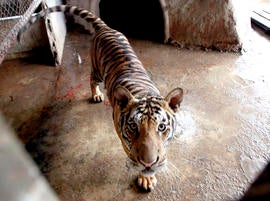 A tiger looks out from its enclosure on the rooftop of an apartment building in Pathumthani province, central Thailand Monday, Sept. 10, 2012.