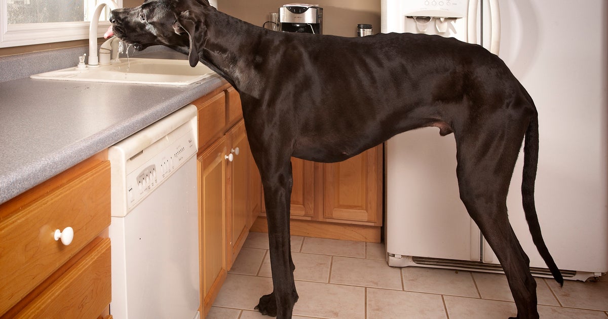 Michigan Great Dane named world's tallest dog - CBS News