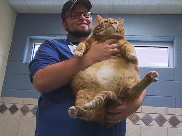 fat cat 1 