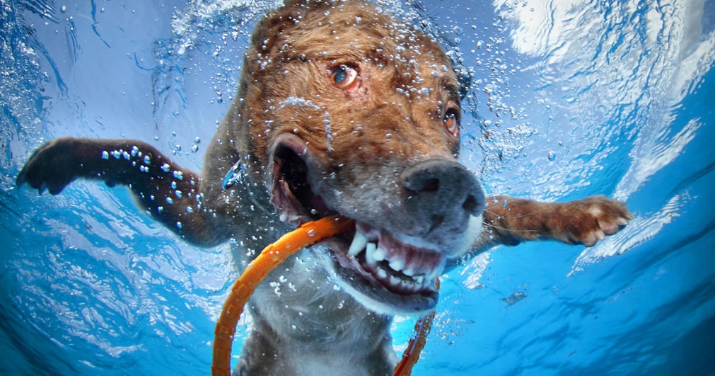 Underwater Dogs" photos go viral and become a book - CBS News