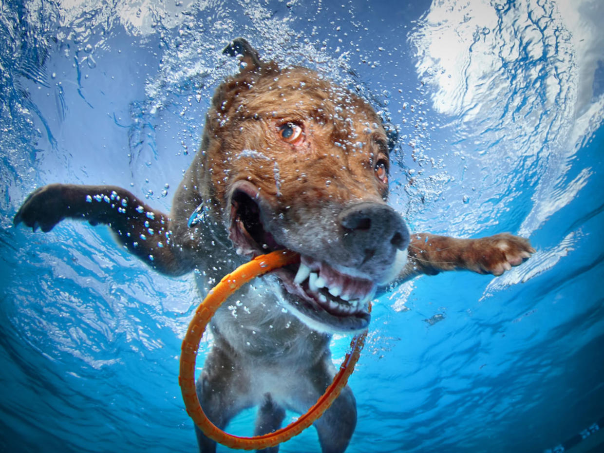 "Underwater Dogs" photos go viral and a book