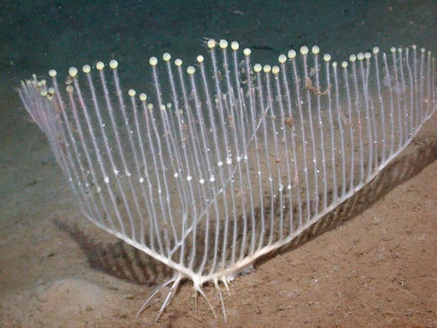 This photograph of the recently discovered carnivorous harp sponge, Chondrocladia lyra, was taken in Monterey Canyon, off the coast of California, at a depth of about 11,500 feet