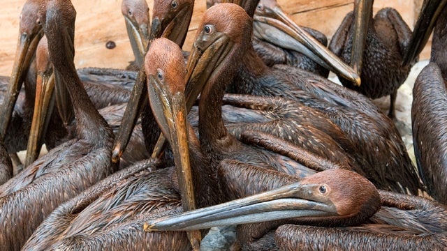 Oil-covered brown pelicans found off the Louisiana coast and affected by the BP Deepwater Horizon oil spill in the Gulf of Mexico wait in a holding pen for cleaning at the Fort Jackson Oiled Wildlife Rehabilitation Center in Buras, La., June 11, 2010.