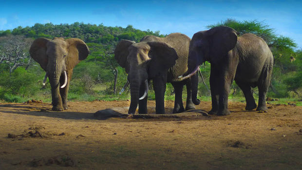 Blood & ivory: Elephant poaching in Kenya 