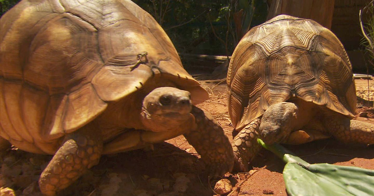 Plowshare tortoises can sell for 60,000 CBS News