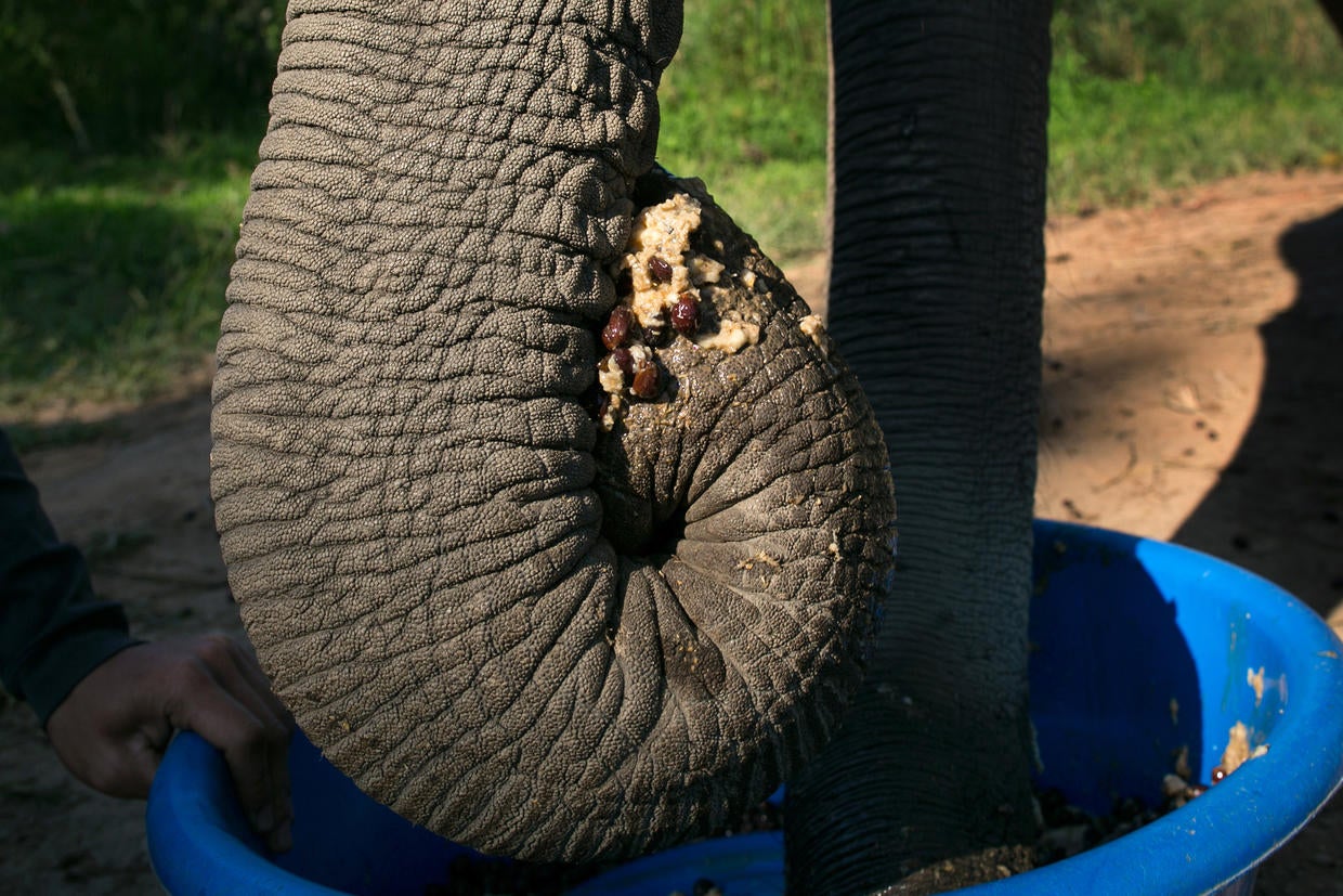 Pricey elephant poop coffee Photo 30 Pictures CBS News