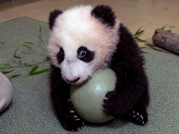 The San Diego Zoo's panda cub, Xiao Liwu, did not want to share his plastic ball during his 18th exam.