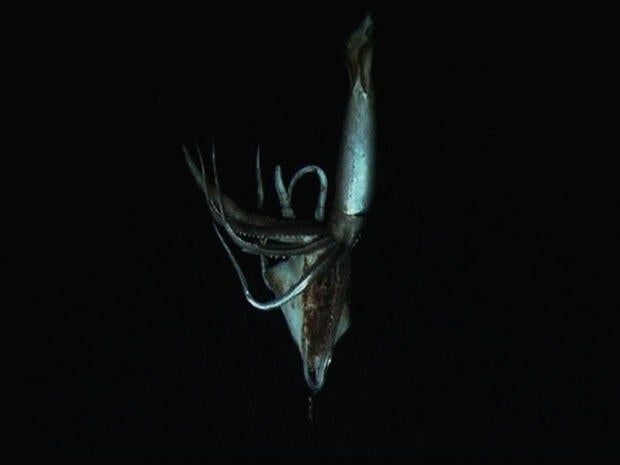 Giant squid still