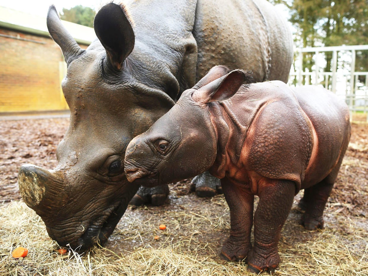 Baby rhino debuts in UK zoo Photo 7 Pictures CBS News